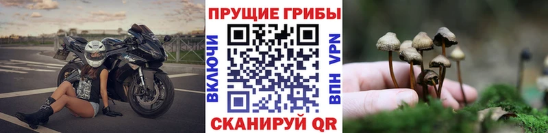 kraken   хочу   Салехард  Псилоцибиновые грибы GOLDEN TEACHER 