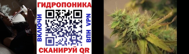 Конопля гибрид Салехард